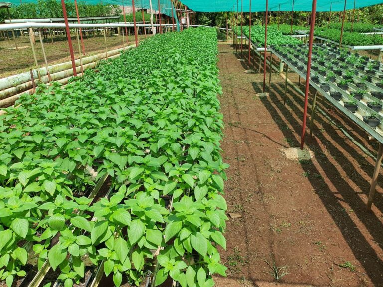 481285152 1068329765099691 2472341101518662820 n 768x576