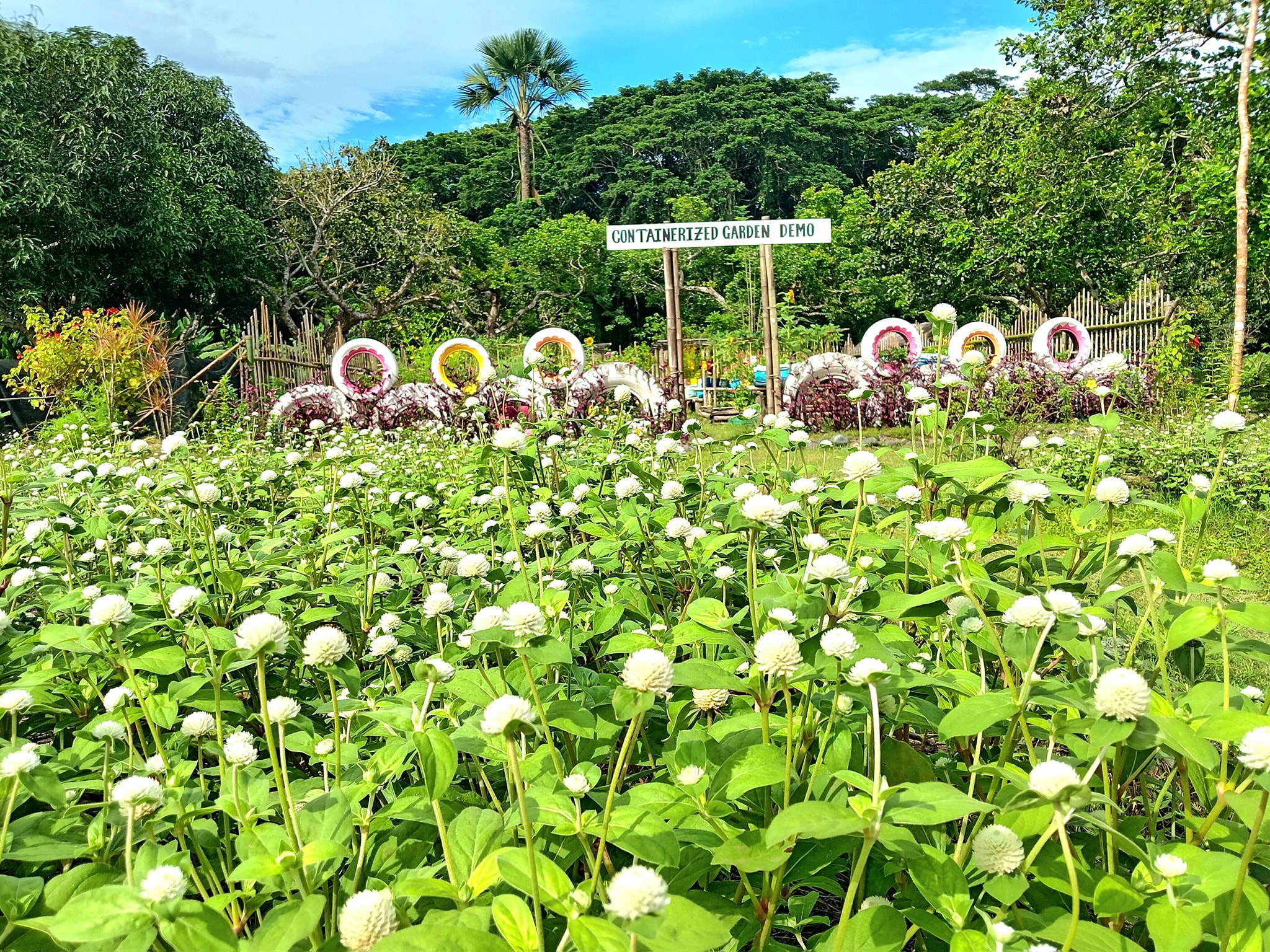 571230893 1248871730382480 8993722761394288640 n